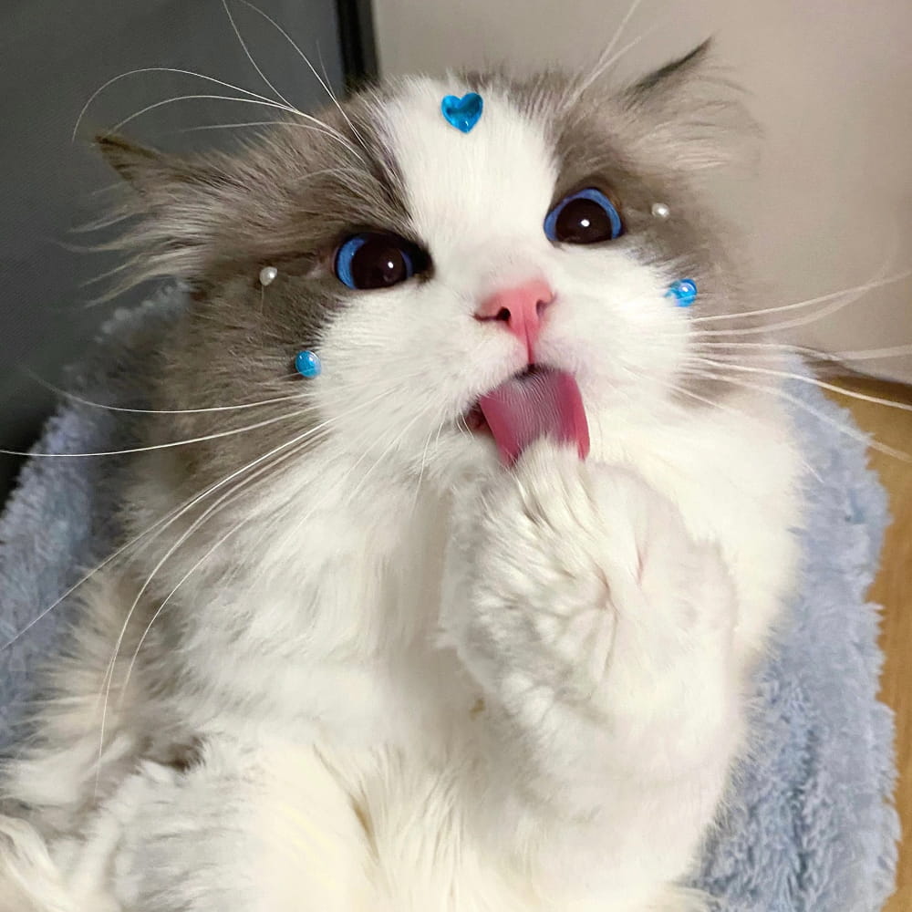 适合微信头像的猫咪图片,小猫可爱图片头像_20