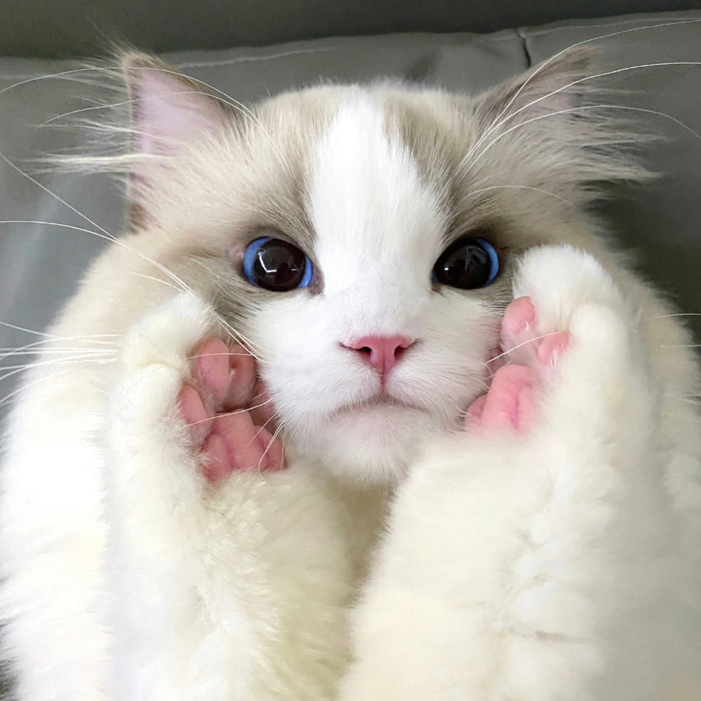 适合微信头像的猫咪图片,小猫可爱图片头像_18