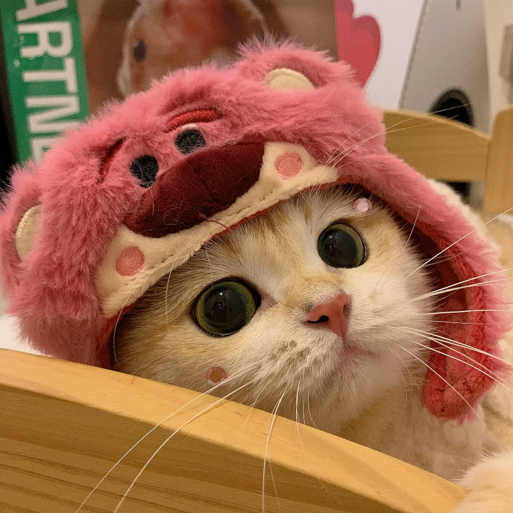 适合微信头像的猫咪图片,小猫可爱图片头像_15