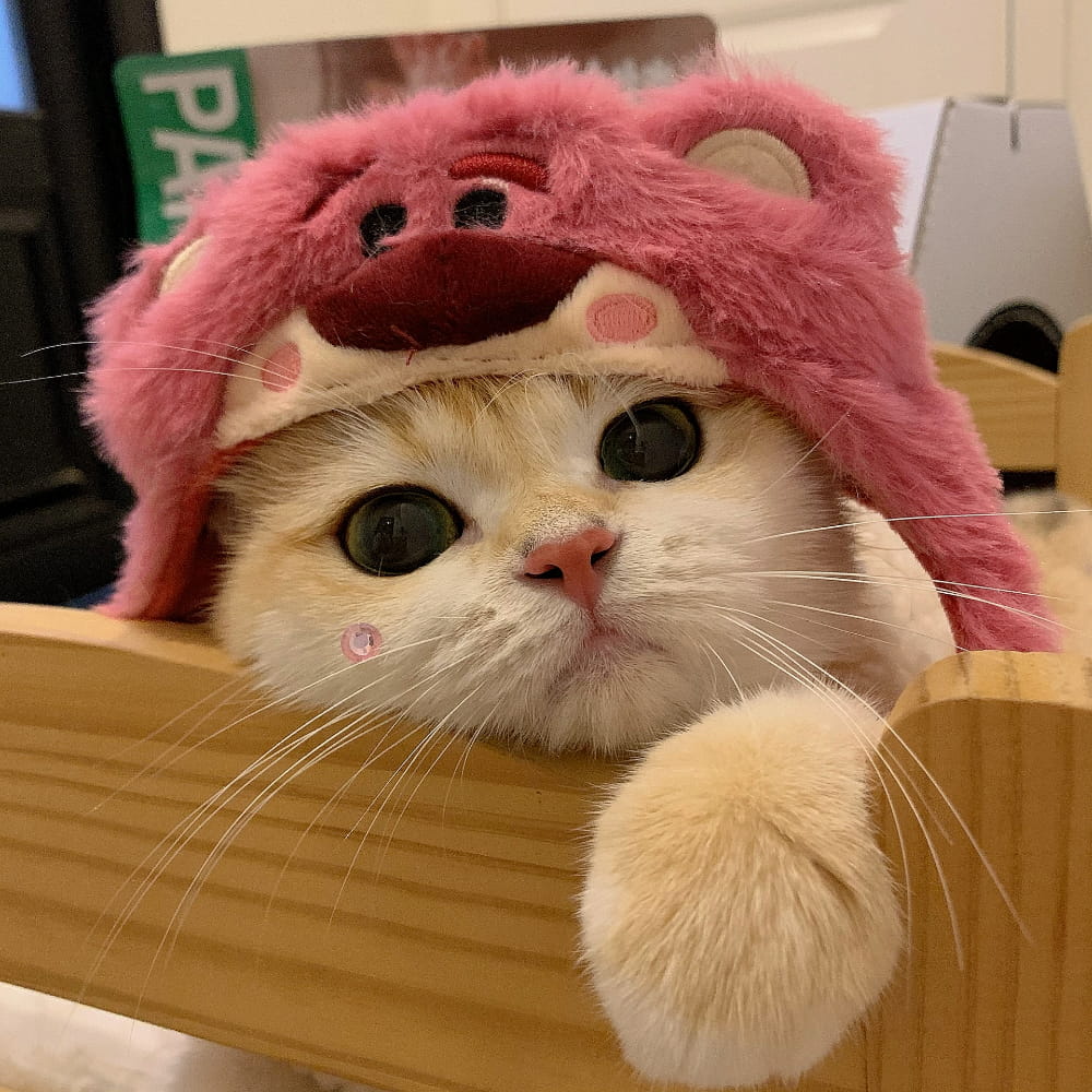 适合微信头像的猫咪图片,小猫可爱图片头像_14