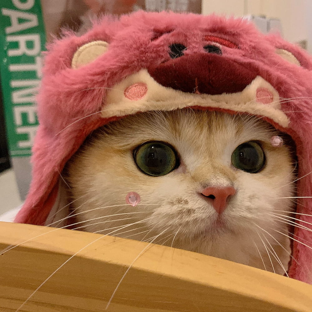 适合微信头像的猫咪图片,小猫可爱图片头像_13