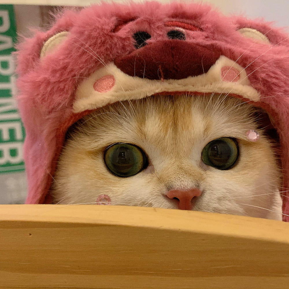 适合微信头像的猫咪图片,小猫可爱图片头像_12