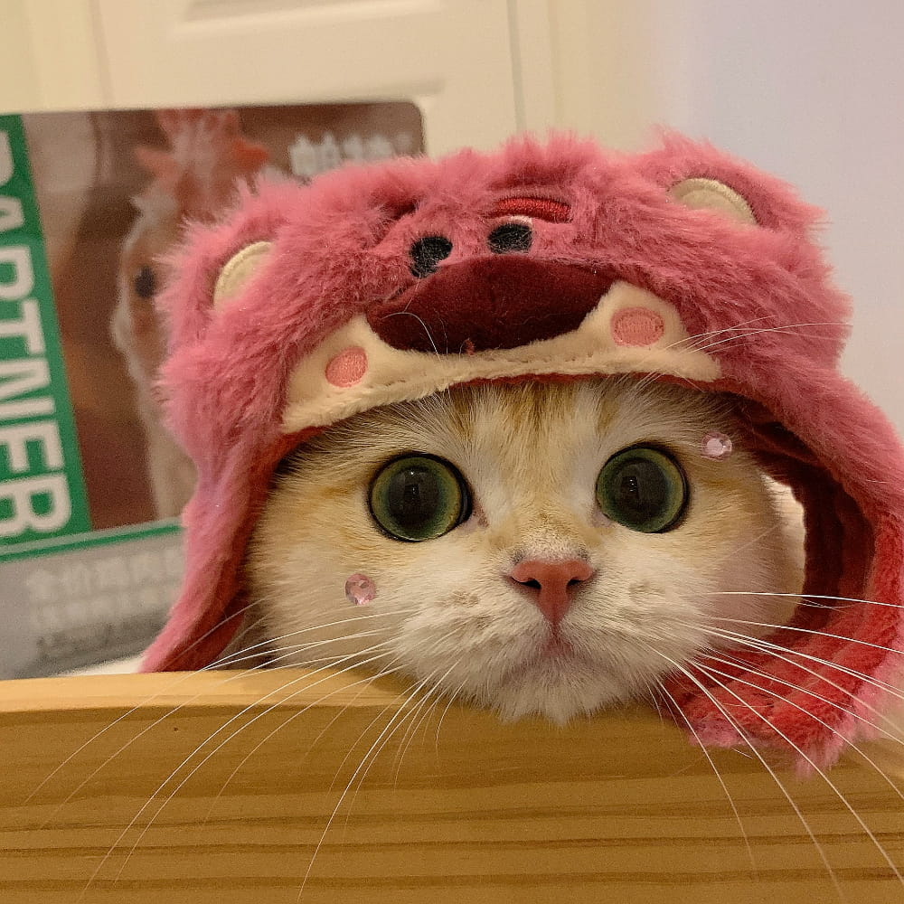 适合微信头像的猫咪图片,小猫可爱图片头像_11