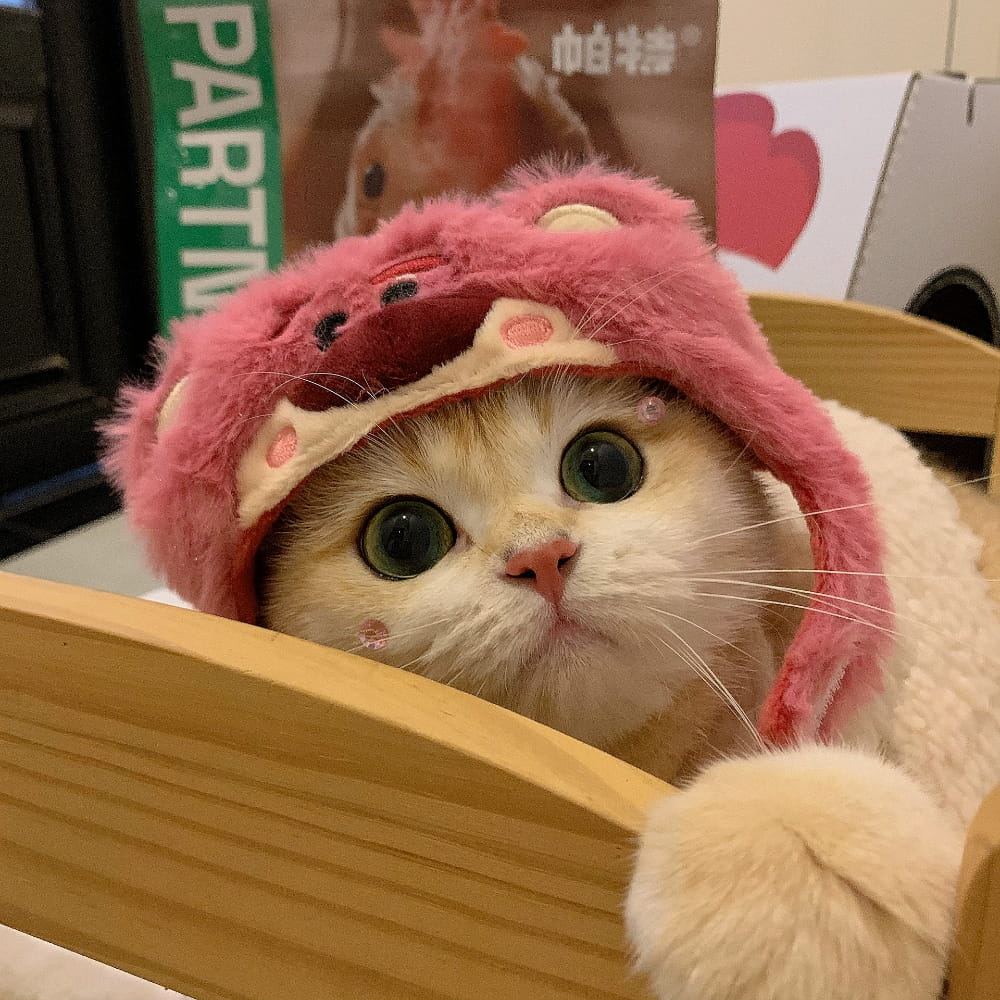 适合微信头像的猫咪图片,小猫可爱图片头像_10