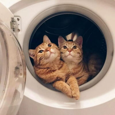 适合微信头像的猫咪图片,小猫可爱图片头像