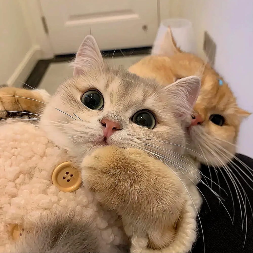 适合微信头像的猫咪图片,小猫可爱图片头像_8