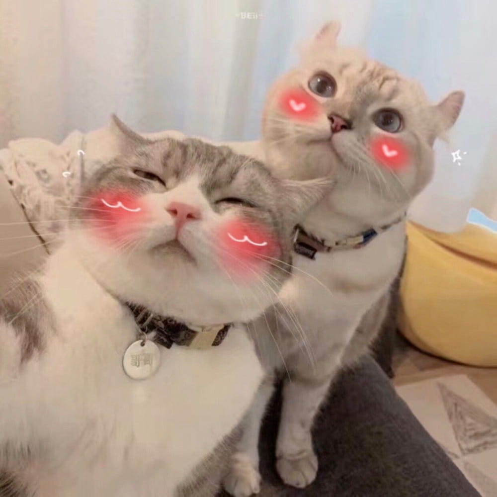 适合微信头像的猫咪图片,小猫可爱图片头像_7