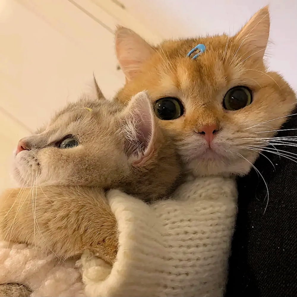 适合微信头像的猫咪图片,小猫可爱图片头像_6