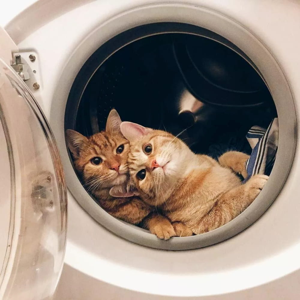 适合微信头像的猫咪图片,小猫可爱图片头像_5