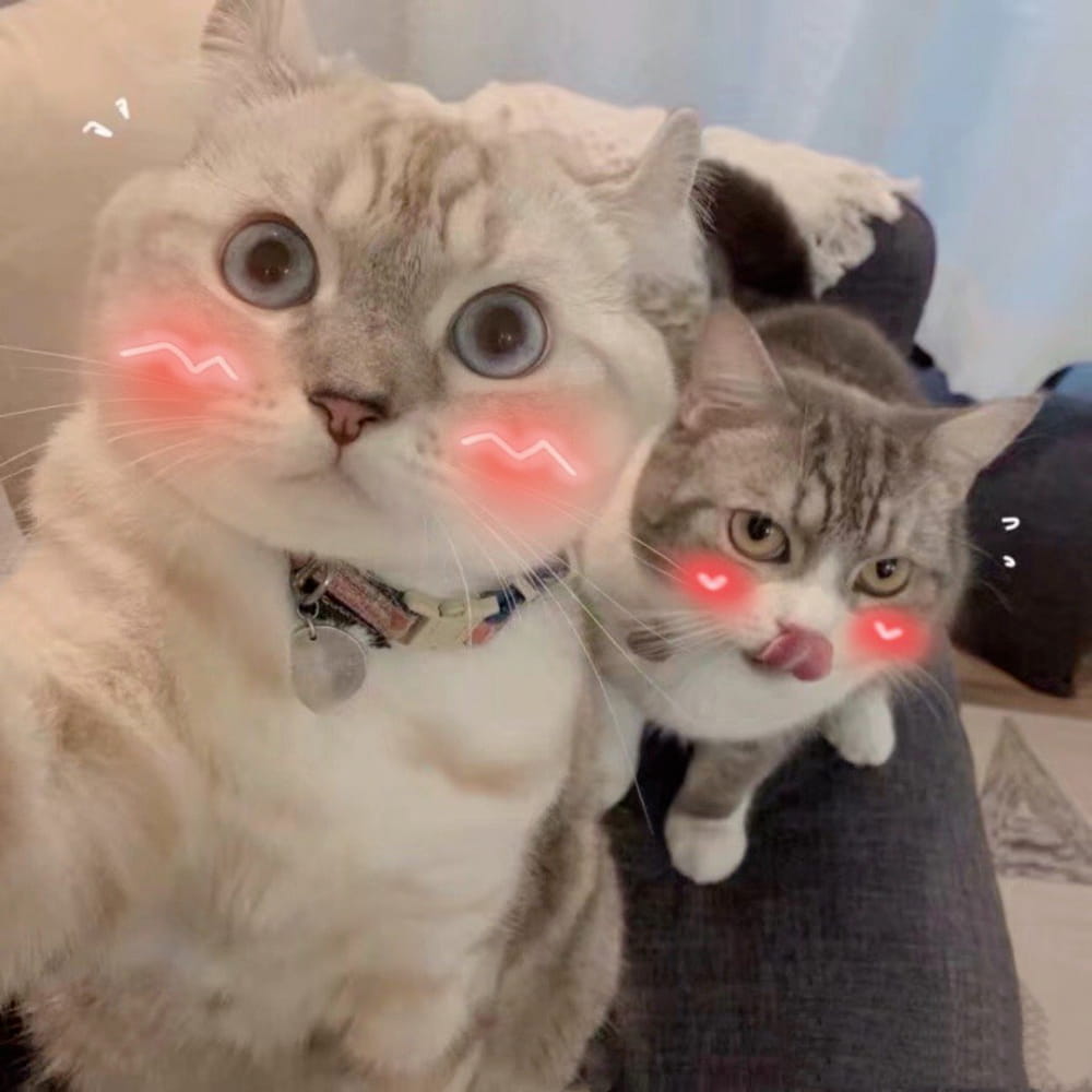 适合微信头像的猫咪图片,小猫可爱图片头像_3