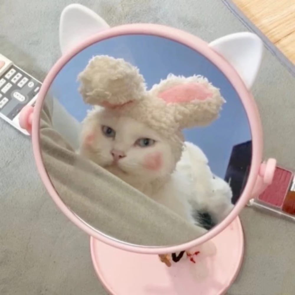 适合微信头像的猫咪图片,小猫可爱图片头像_2