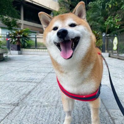 网络知名表情包小狗狗Cheems图片