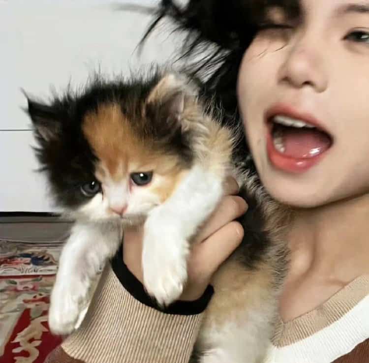真人女生抱猫真实照片微信头像 女生抱宠物露脸头像_11