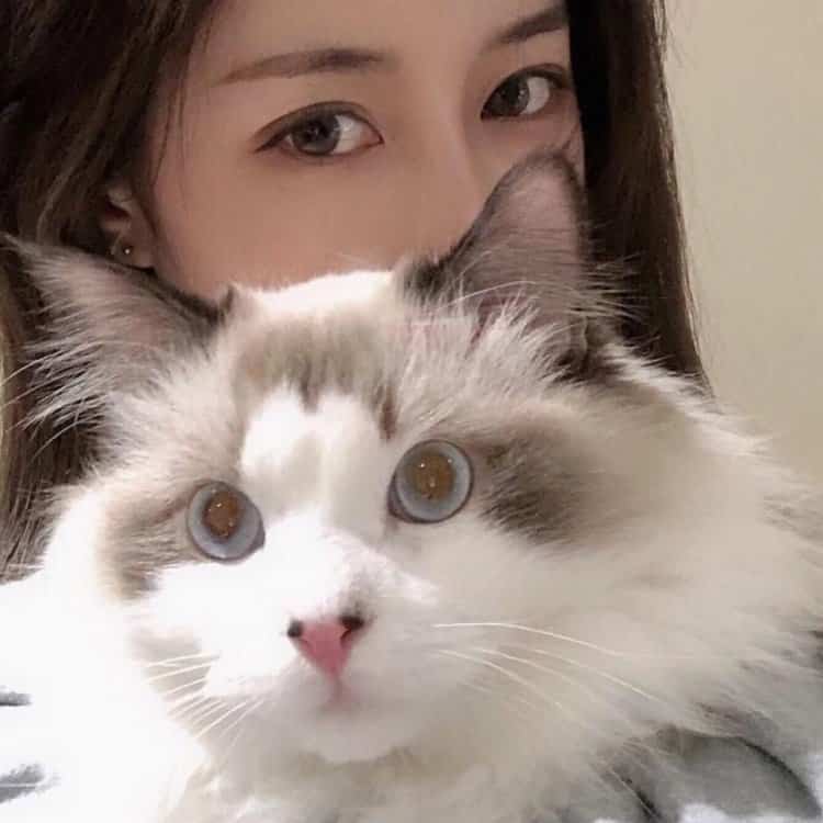 真人女生抱猫真实照片微信头像 女生抱宠物露脸头像_22