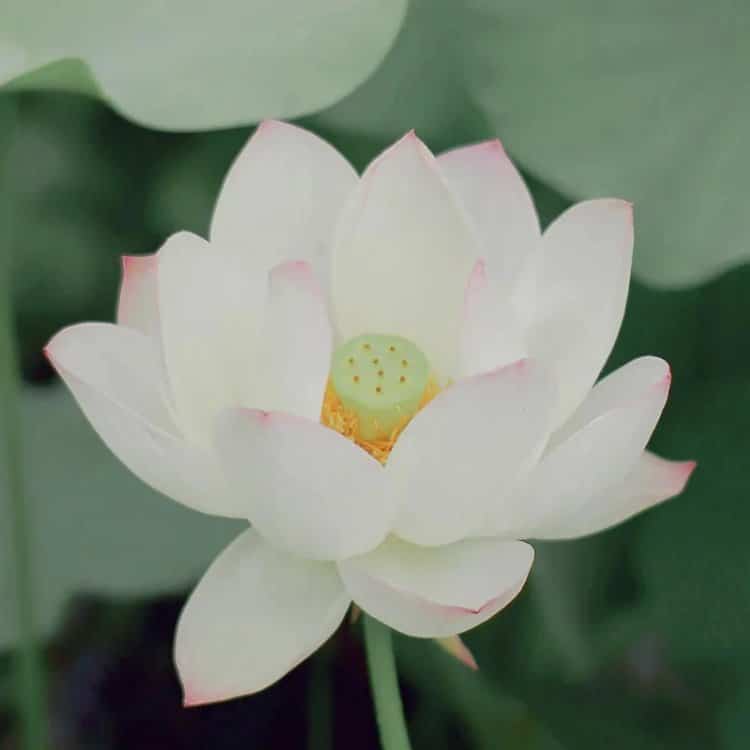 好运连连清冷感粉白色莲花微信头像 温柔30岁40岁女人温婉大气头像_1