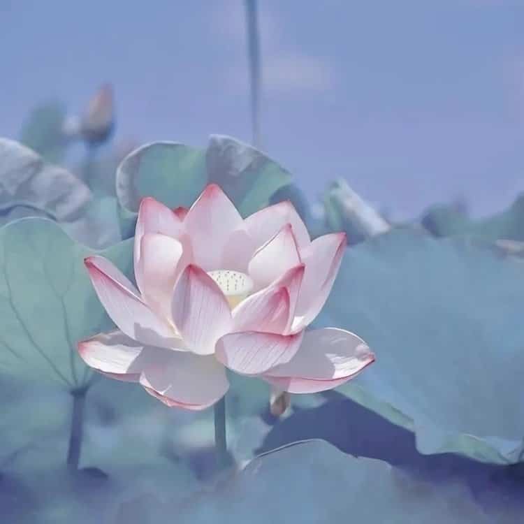 好运连连清冷感粉白色莲花微信头像 温柔30岁40岁女人温婉大气头像_2