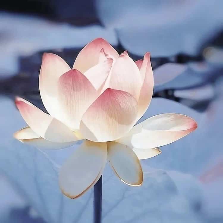 好运连连清冷感粉白色莲花微信头像 温柔30岁40岁女人温婉大气头像_4
