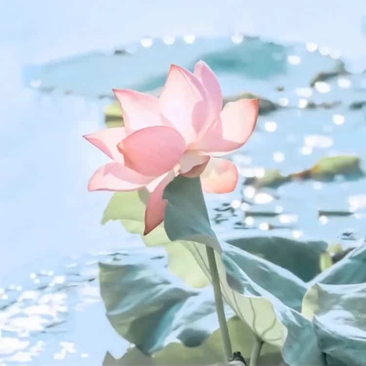 好运连连清冷感粉白色莲花微信头像 温柔30岁40岁女人温婉大气头像_7