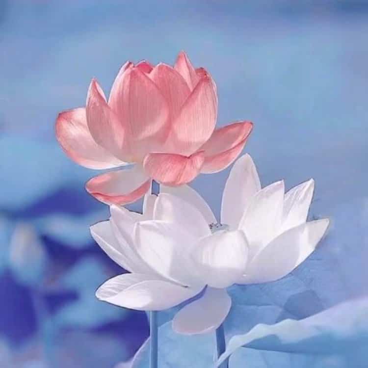 好运连连清冷感粉白色莲花微信头像 温柔30岁40岁女人温婉大气头像_12