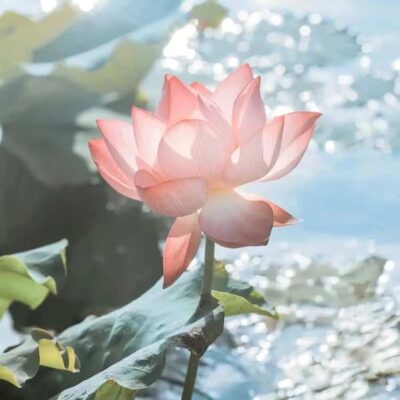 好运连连清冷感粉白色莲花微信头像 温柔30岁40岁女人温婉大气头像