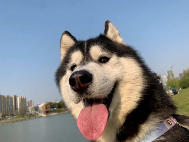可爱呆萌二哈仰头吐舌头微信头像 高清哈士奇狗狗真实照片动物头像图_3