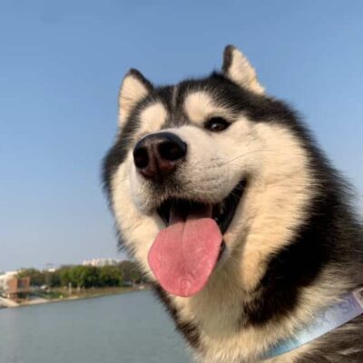 可爱呆萌二哈仰头吐舌头微信头像 高清哈士奇狗狗真实照片动物头像图
