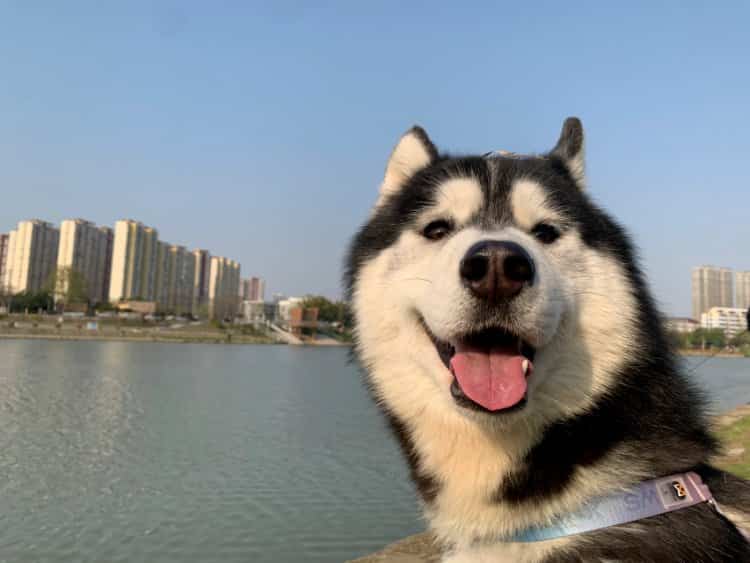 可爱呆萌二哈仰头吐舌头微信头像 高清哈士奇狗狗真实照片动物头像图_9