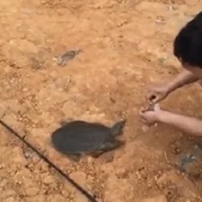 王八咬人gif图片跑的还特别快！