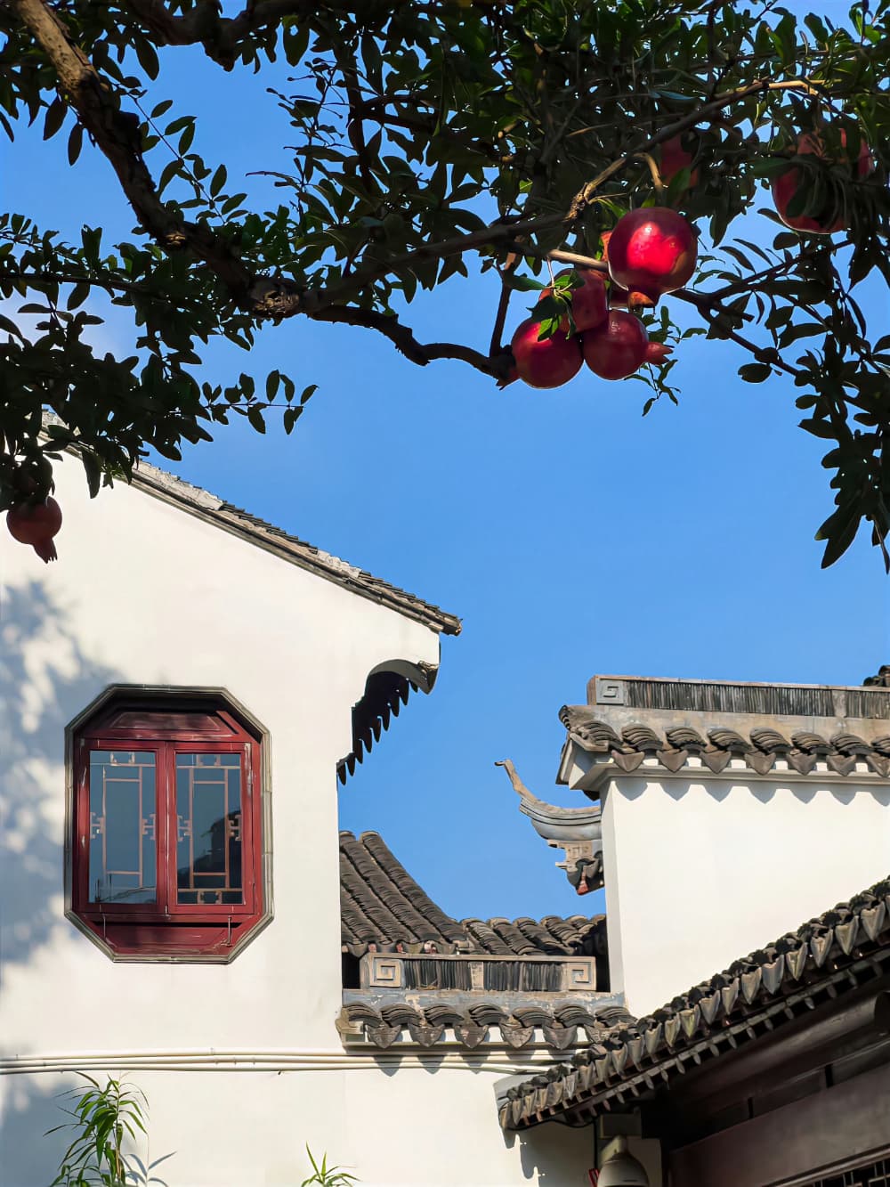 石榴是长在树上的吗？图片分享_5