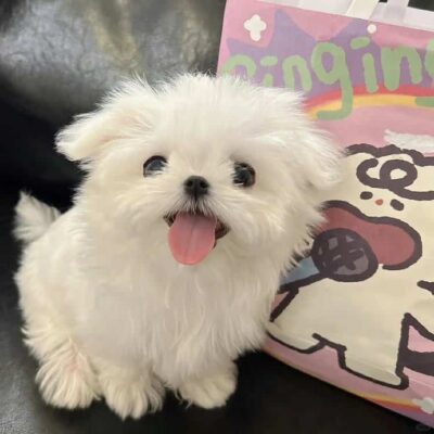 真实小动物白色小狗照片做微信头像 一看就是个有爱的人