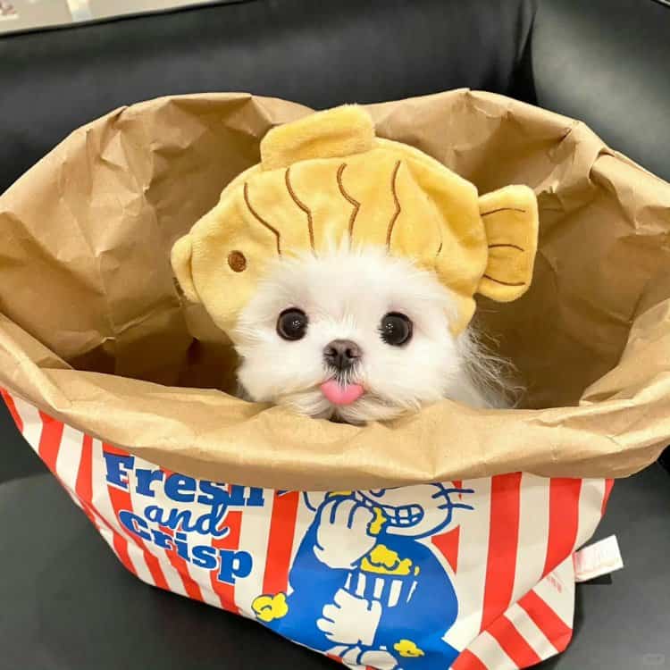 真实小动物白色小狗照片做微信头像 一看就是个有爱的人_26