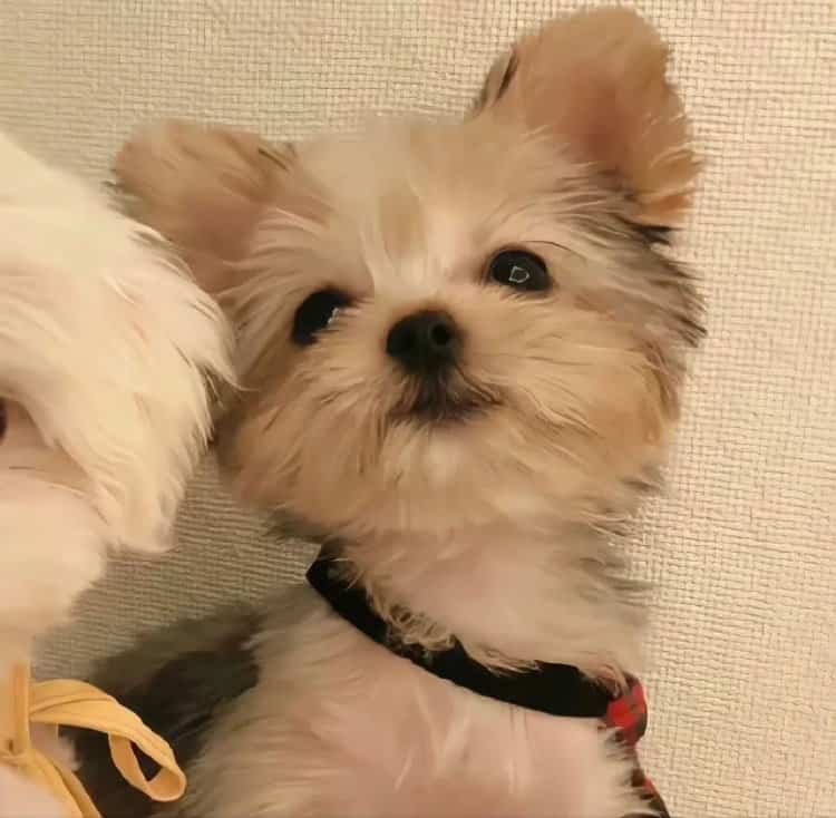 真实小动物白色小狗照片做微信头像 一看就是个有爱的人_15