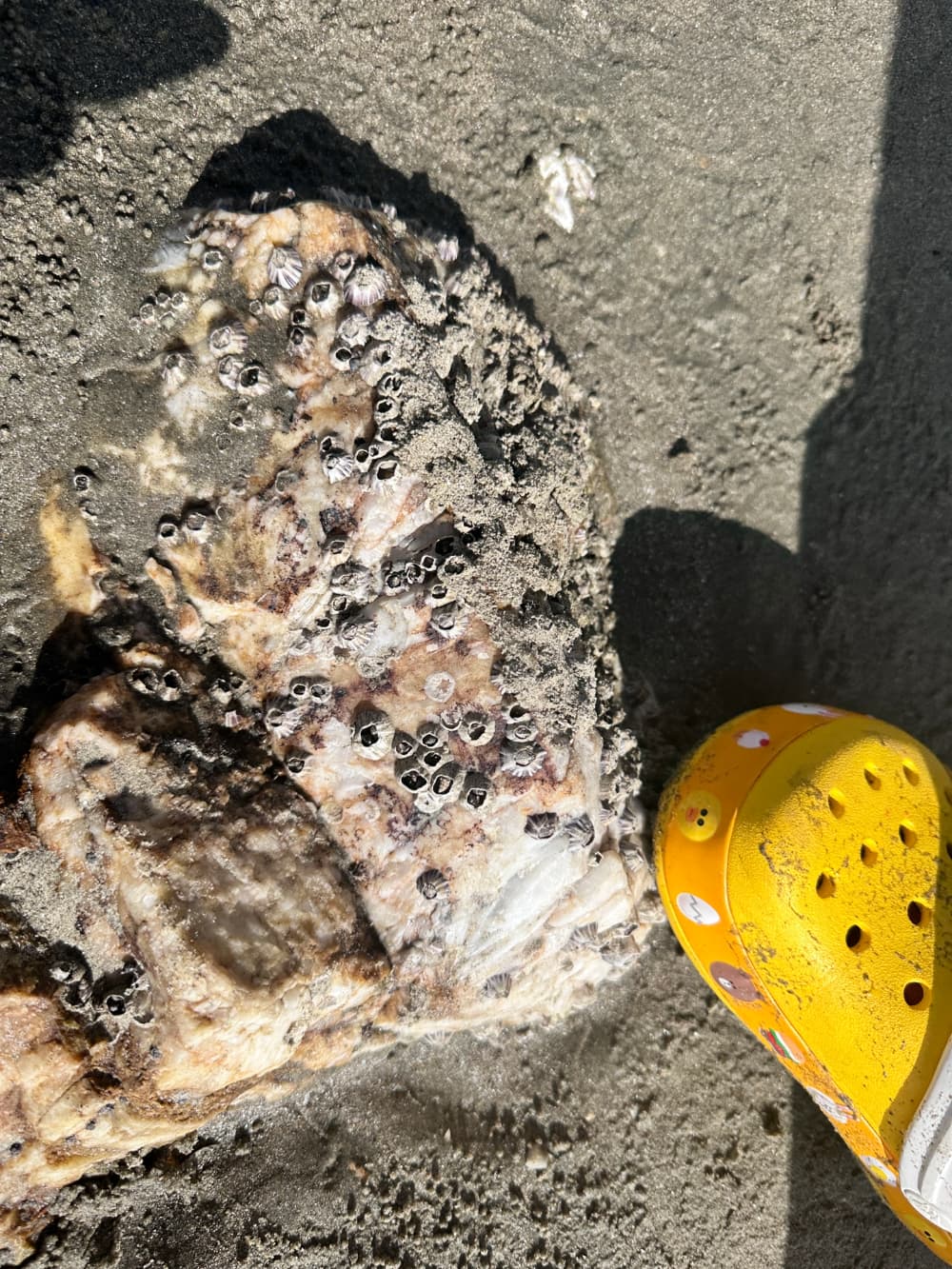 藤壶是什么东西？海里的藤壶图片_4