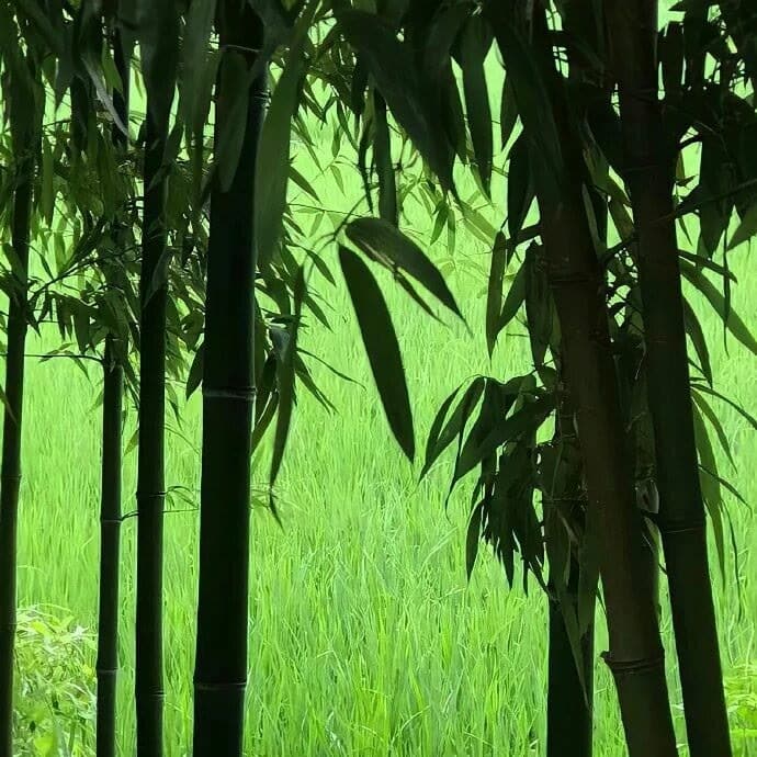 好看的绿色风景微信头像，有钱人用的微信头像_8