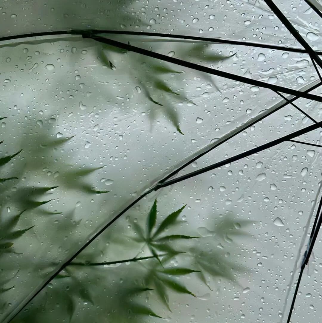 好看的绿色风景微信头像，有钱人用的微信头像_11