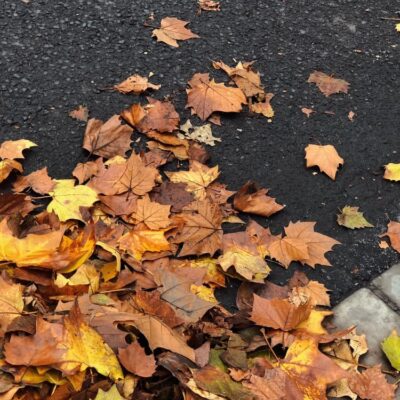 秋天落叶唯美图片真实，秋叶飘落唯美图片