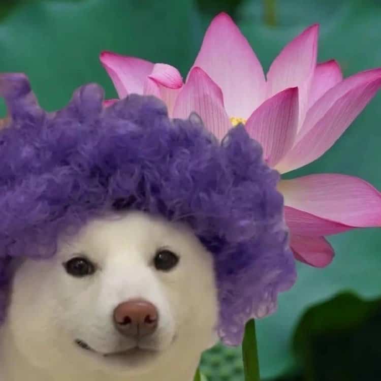 满级人类智障又沙雕的头像 用逗比头像的女生性格超好！_13