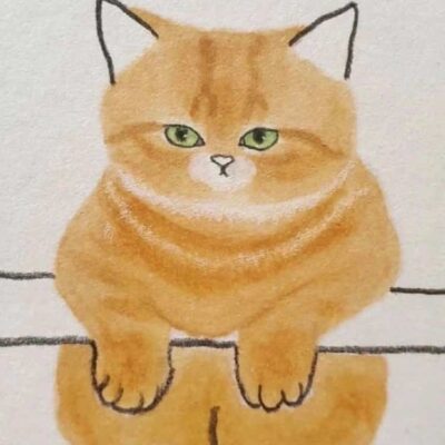 可爱动物手绘彩色猫咪微信头像 治愈系个性猫咪萌宠头像
