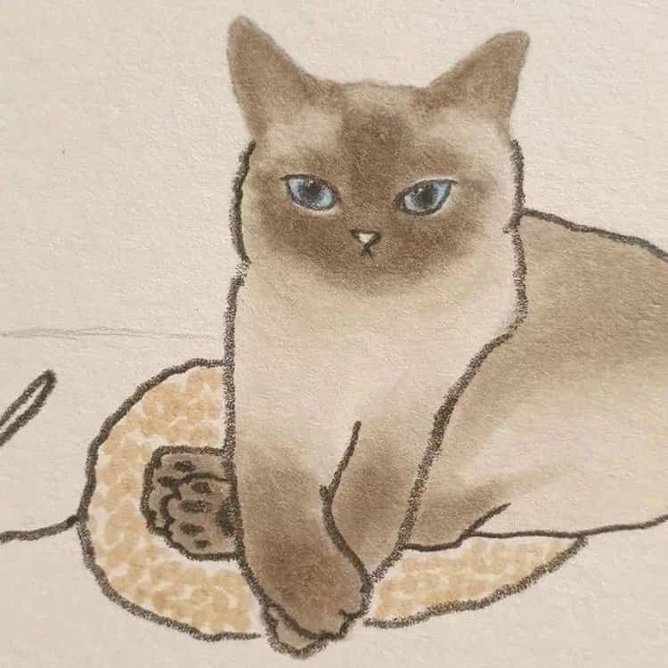 可爱动物手绘彩色猫咪微信头像 治愈系个性猫咪萌宠头像_10
