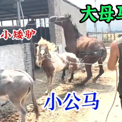 动物自然繁殖小驴配大马全过程