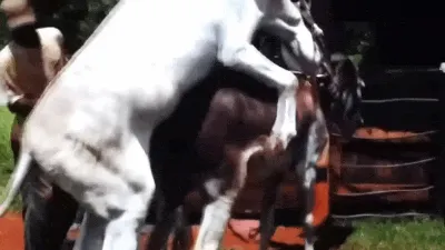 一个大马配一头小毛驴在山上gif动态图_1
