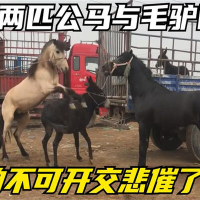 马和驴是怎么样配的，马和驴交配全过程
