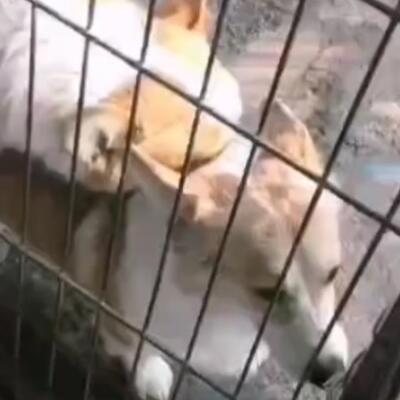 狗是怎样配的种?狗狗配种的全过程