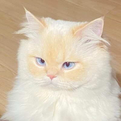 目光炯炯有神的可爱金点猫咪图片