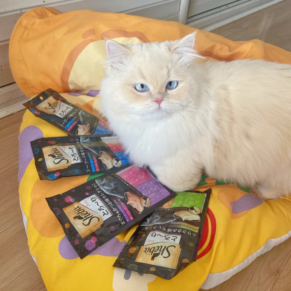 目光炯炯有神的可爱金点猫咪图片_2