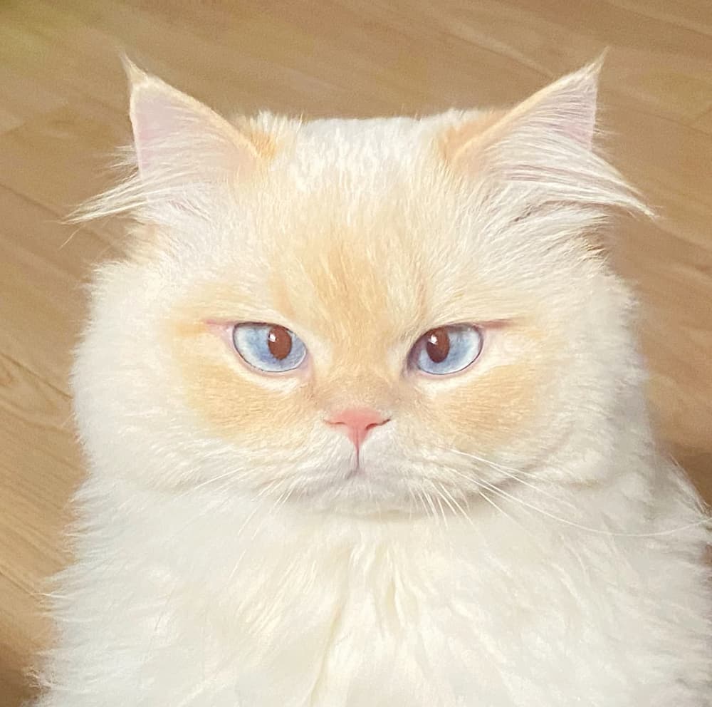 目光炯炯有神的可爱金点猫咪图片_4