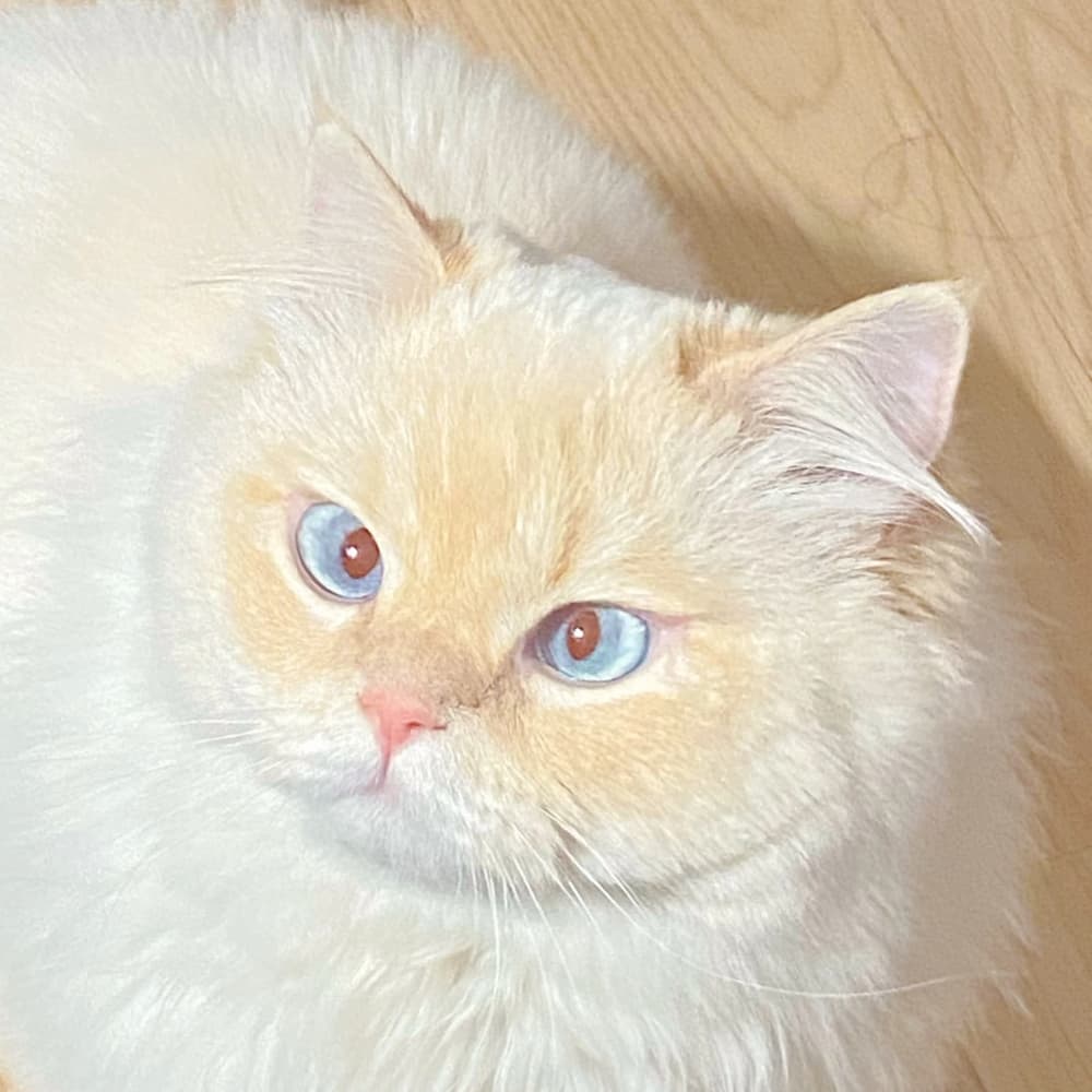 目光炯炯有神的可爱金点猫咪图片_5