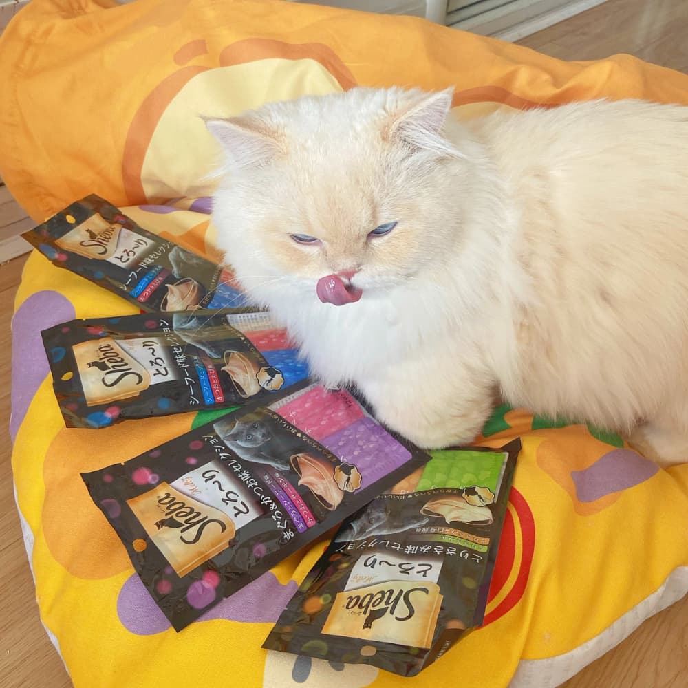 目光炯炯有神的可爱金点猫咪图片_6
