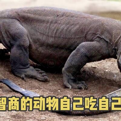 自己吃自己的动物，低等动物是真的低等