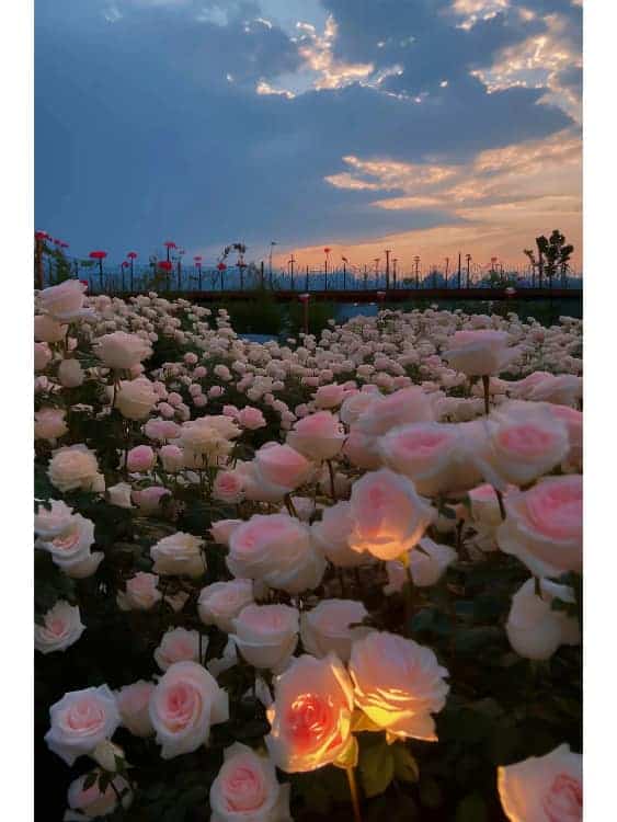 发朋友圈春天鲜花盛开高清配图_13
